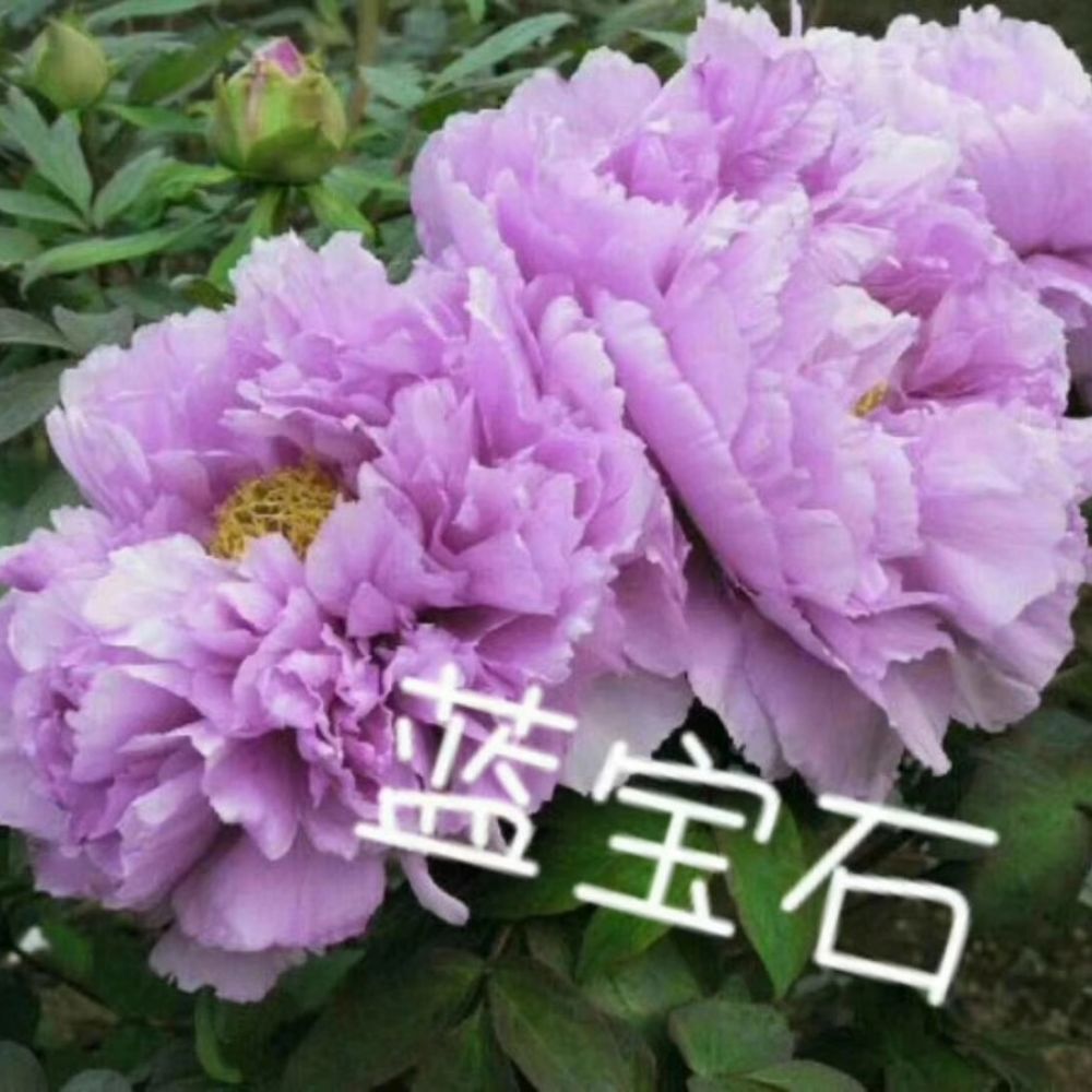 藍寶石